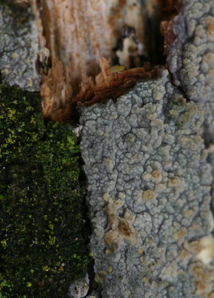da determinare (Hyphodermella corrugata)